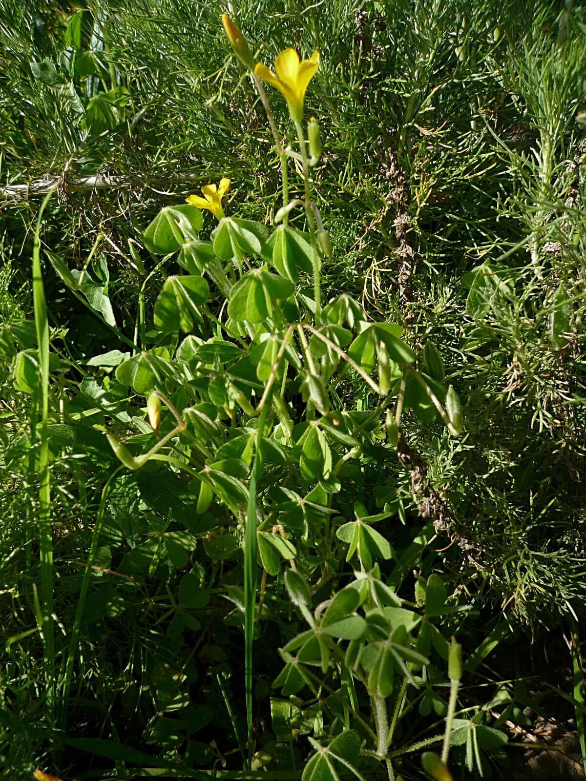 High Resolution Oxalis corniculata Plant